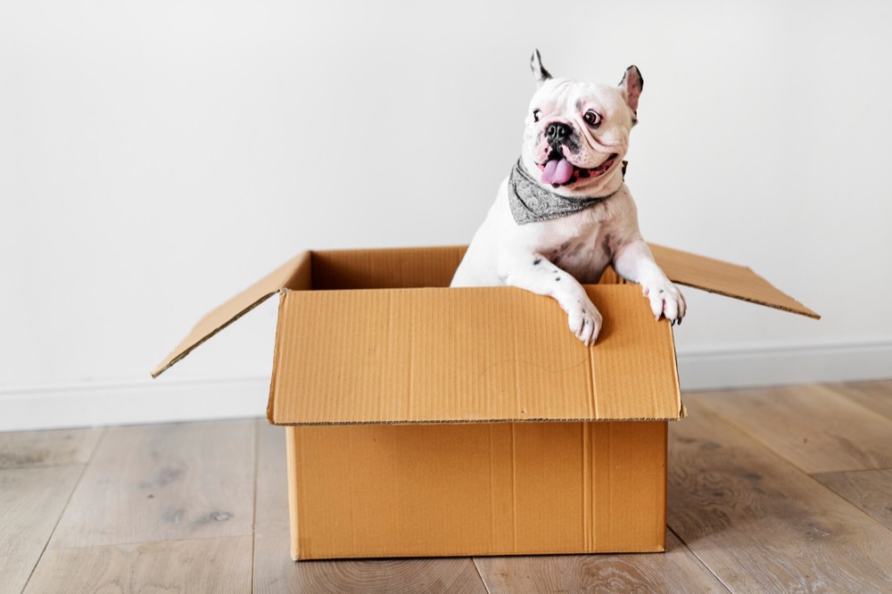 Top 5 Tips on Moving Your Pets to Your New Sarasota Home