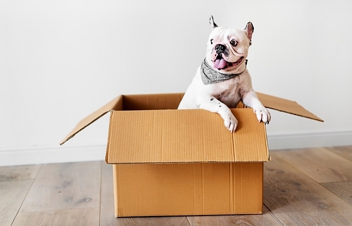 Top 5 Tips on Moving Your Pets to Your New Sarasota Home